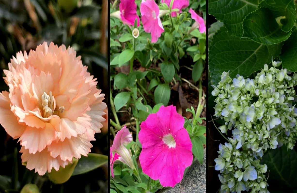 Indore plants will control pollution with enhancing  the beauty of your garden