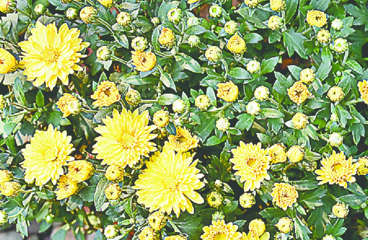 Indore plants will control pollution with enhancing  the beauty of your garden