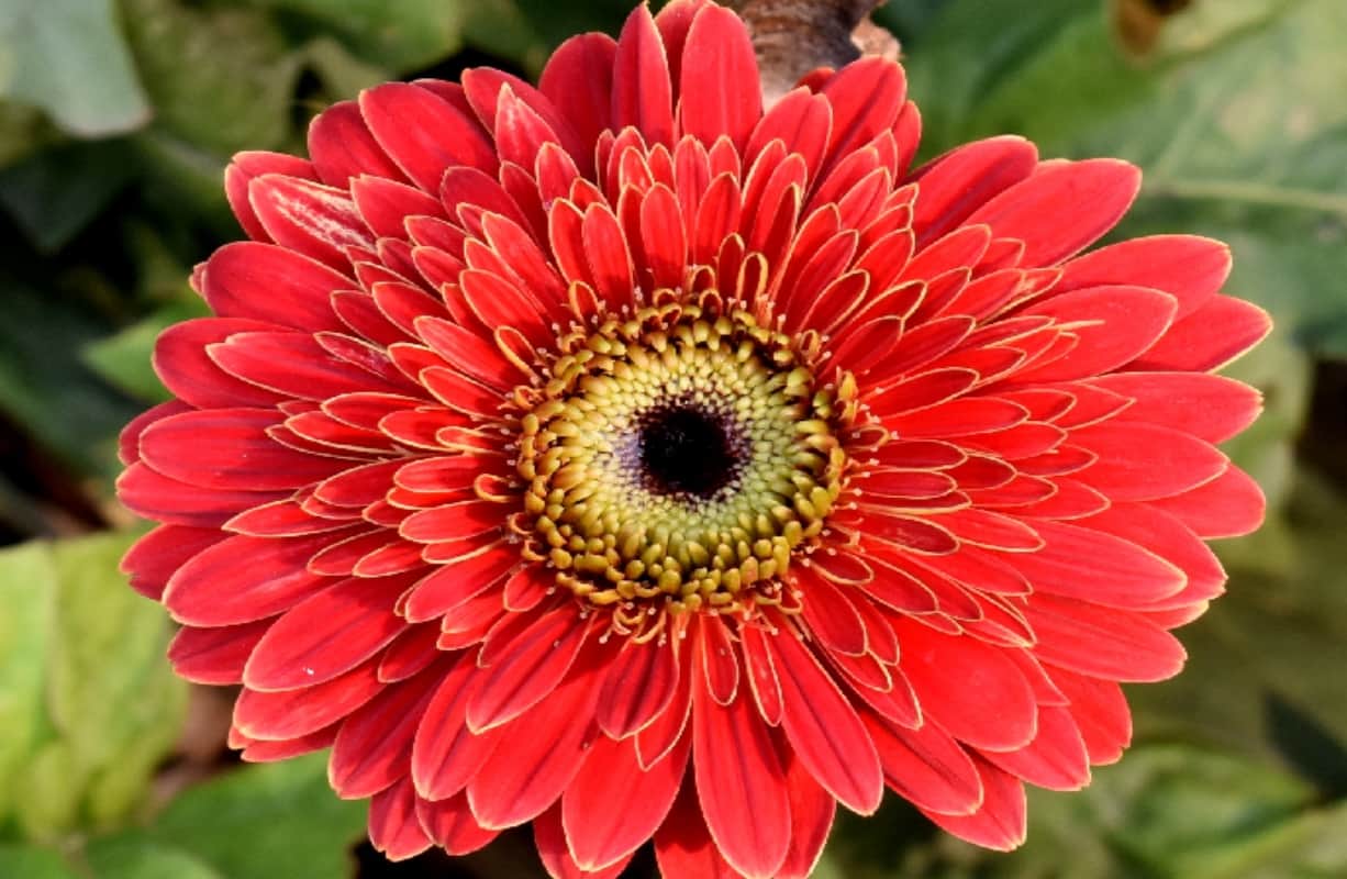 Indore plants will control pollution with enhancing  the beauty of your garden