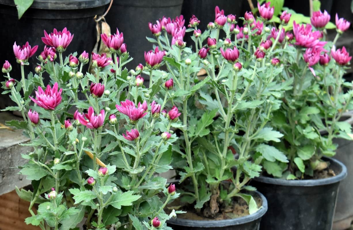 Indore plants will control pollution with enhancing  the beauty of your garden