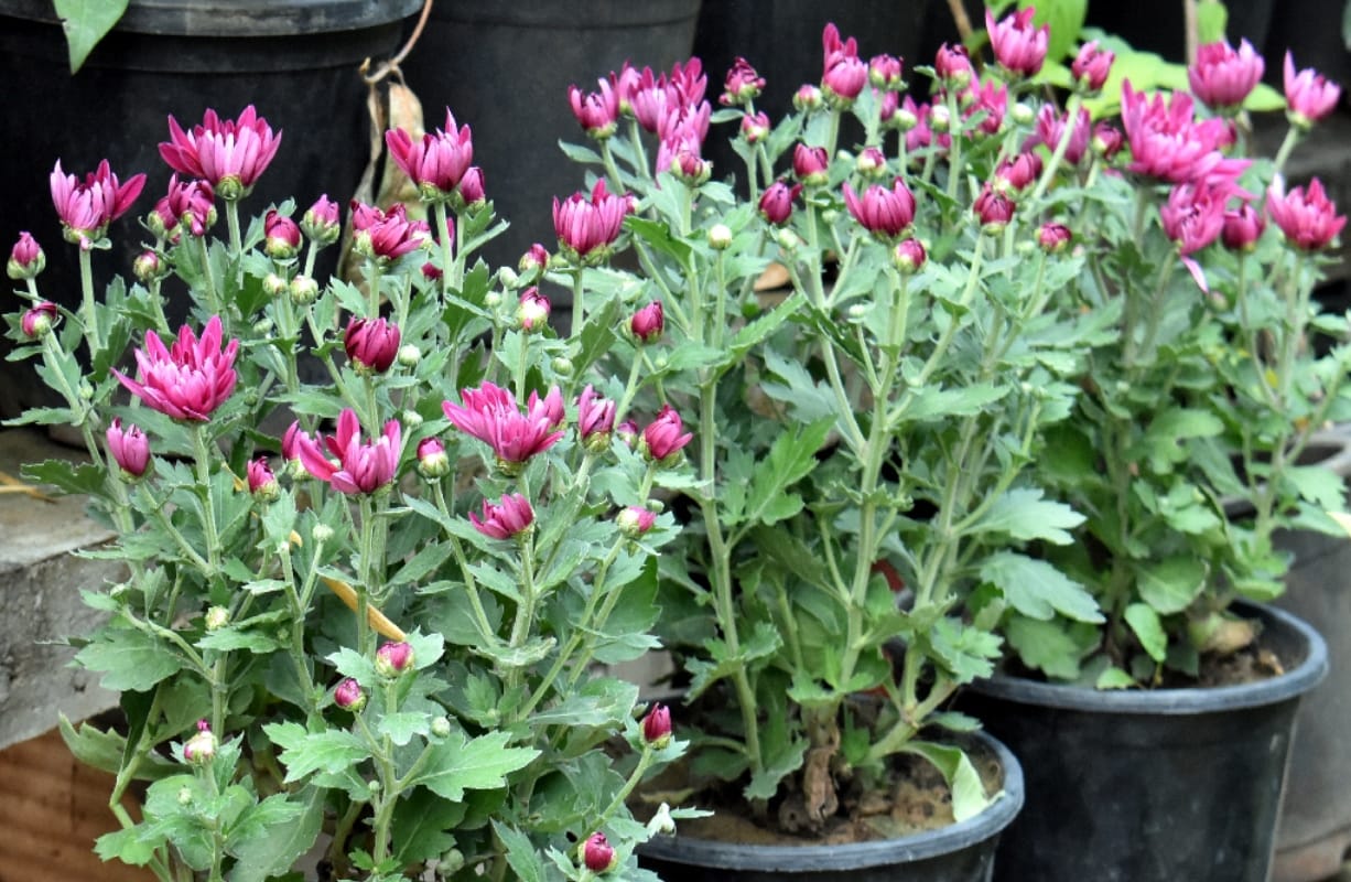 Indore plants will control pollution with enhancing  the beauty of your garden