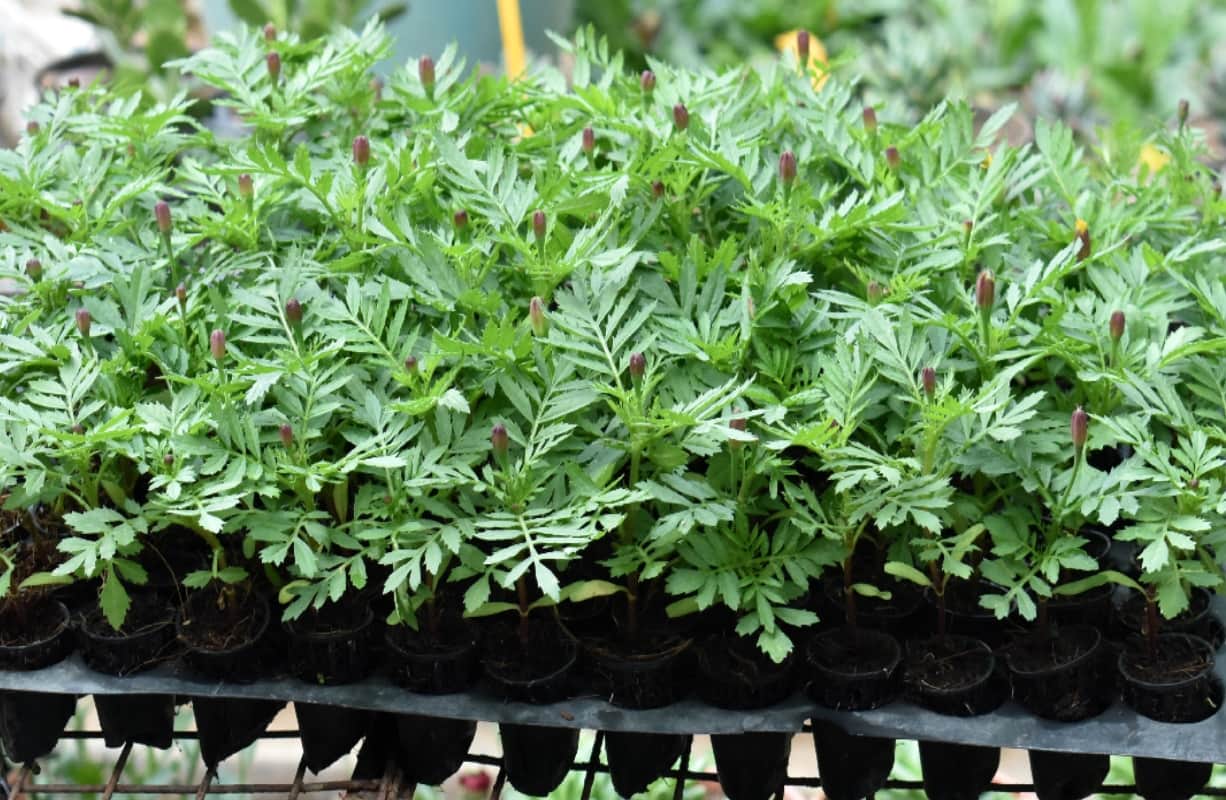 Indore plants will control pollution with enhancing  the beauty of your garden