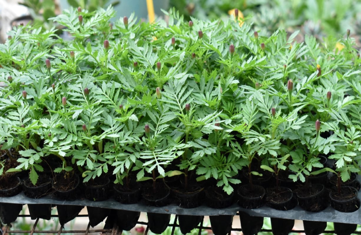 Indore plants will control pollution with enhancing  the beauty of your garden