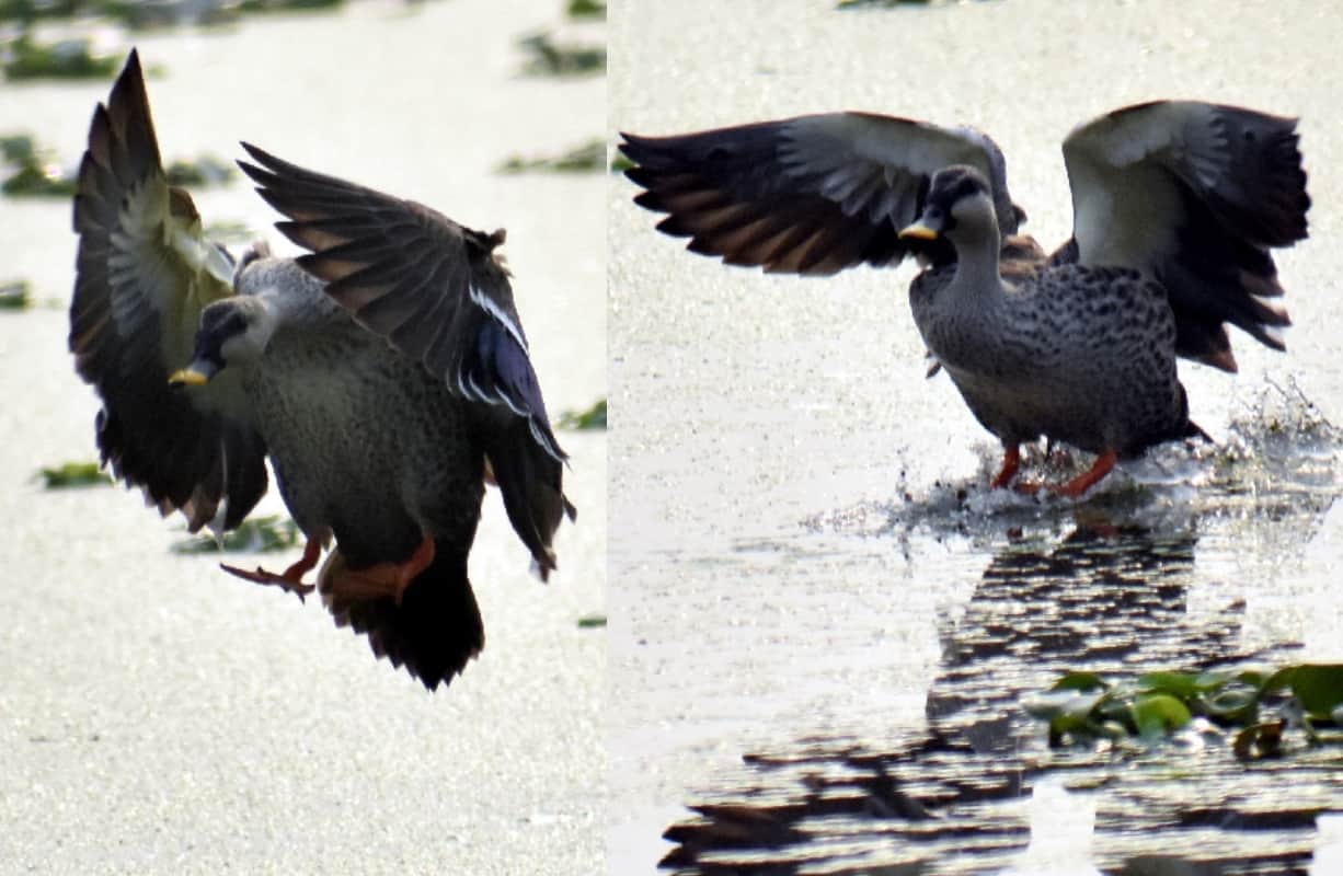 migratory Birds travel thousands of miles to reach meerut India
