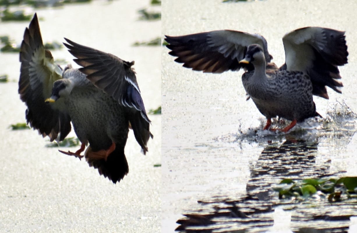 migratory Birds travel thousands of miles to reach meerut India
