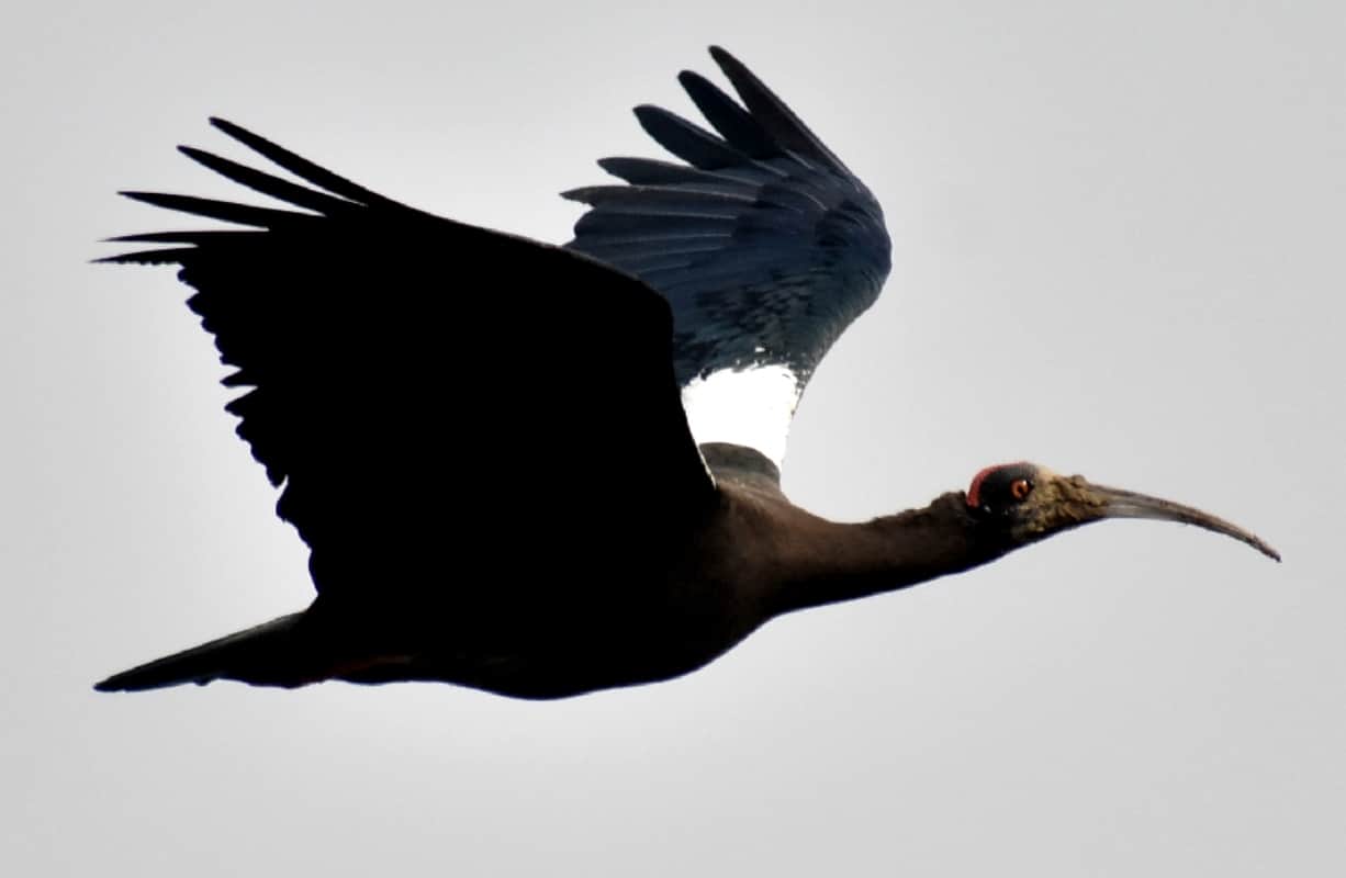 migratory Birds travel thousands of miles to reach meerut India