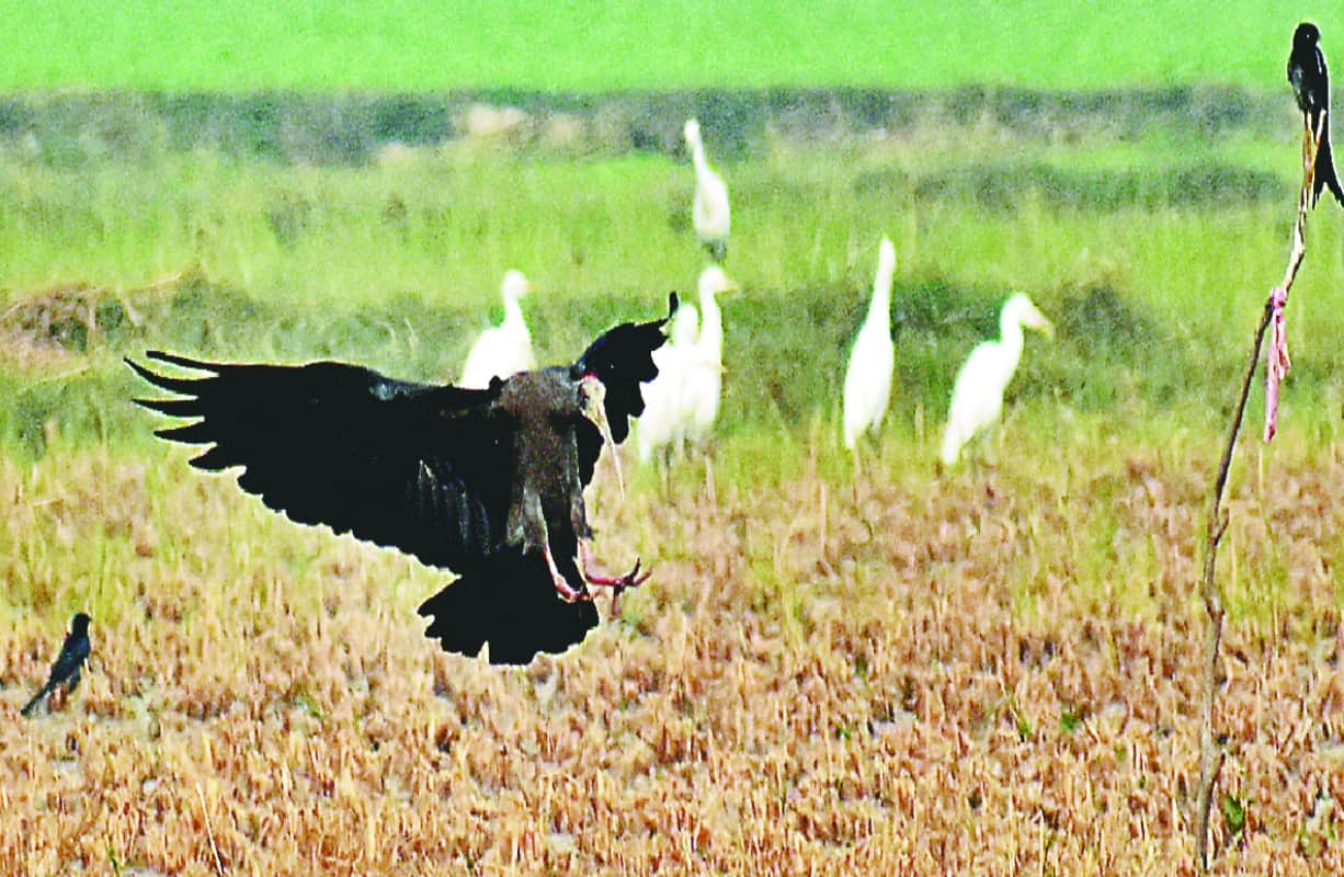 migratory Birds travel thousands of miles to reach meerut India