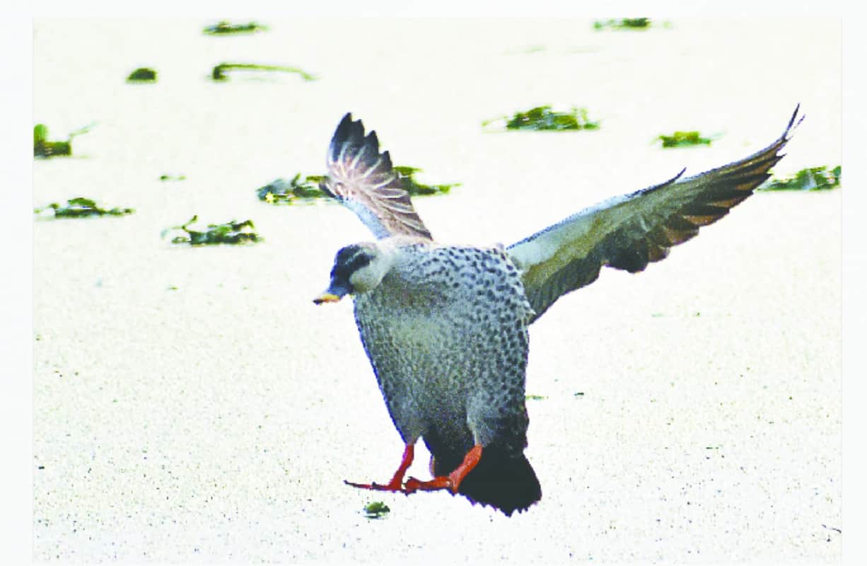 migratory Birds travel thousands of miles to reach meerut India