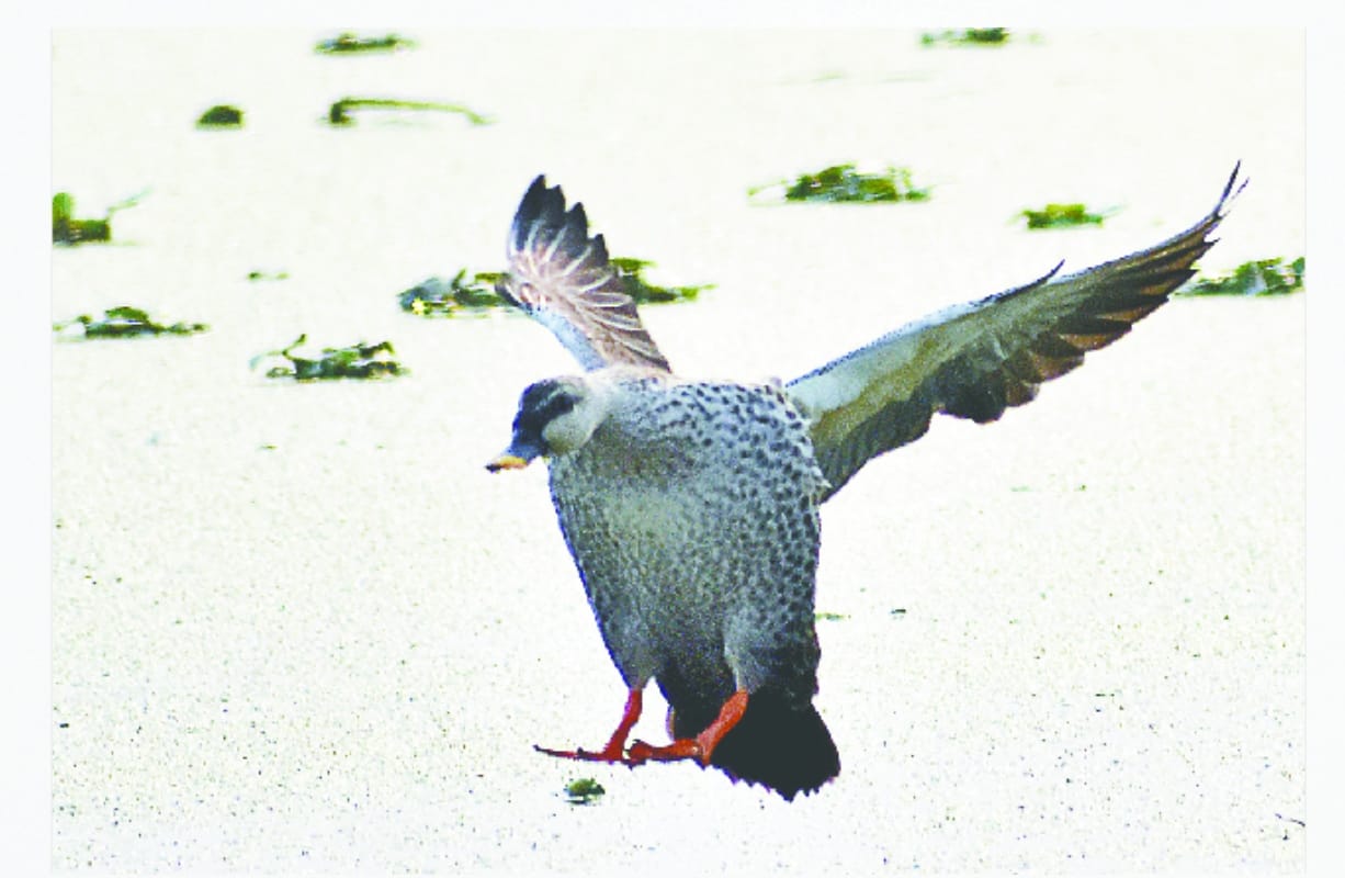 migratory Birds travel thousands of miles to reach meerut India