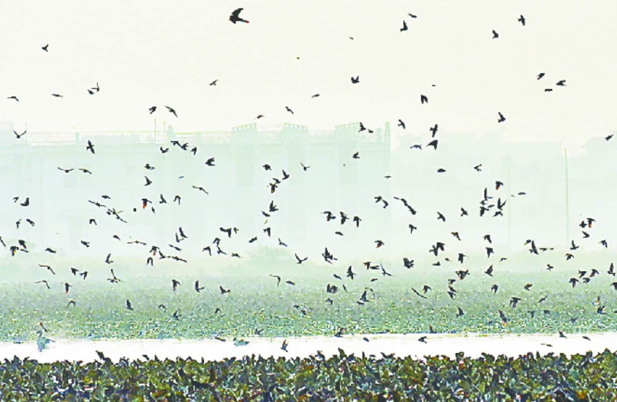 migratory Birds travel thousands of miles to reach meerut India