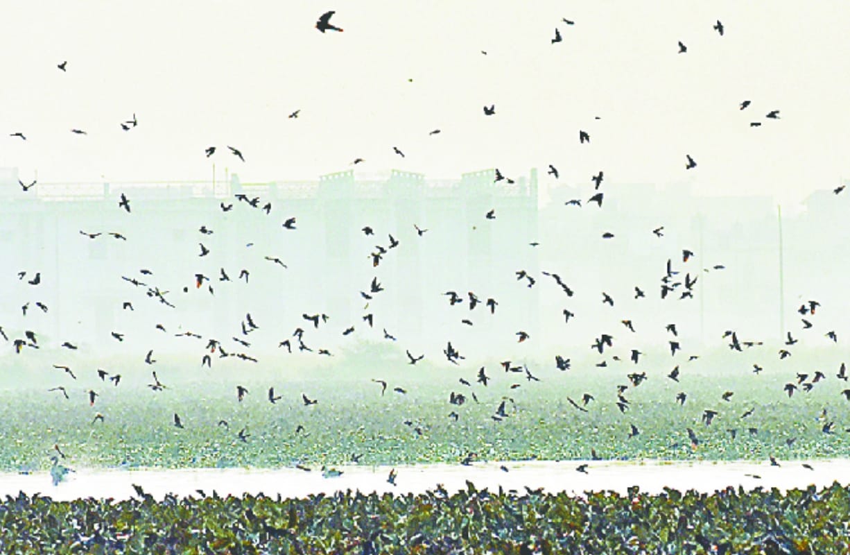 migratory Birds travel thousands of miles to reach meerut India