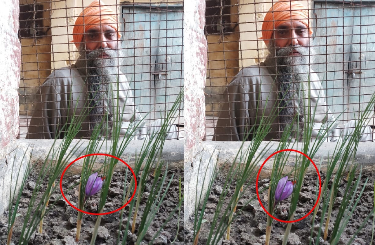 farmer is growing saffron In addition to Kashmir in up saharanpur