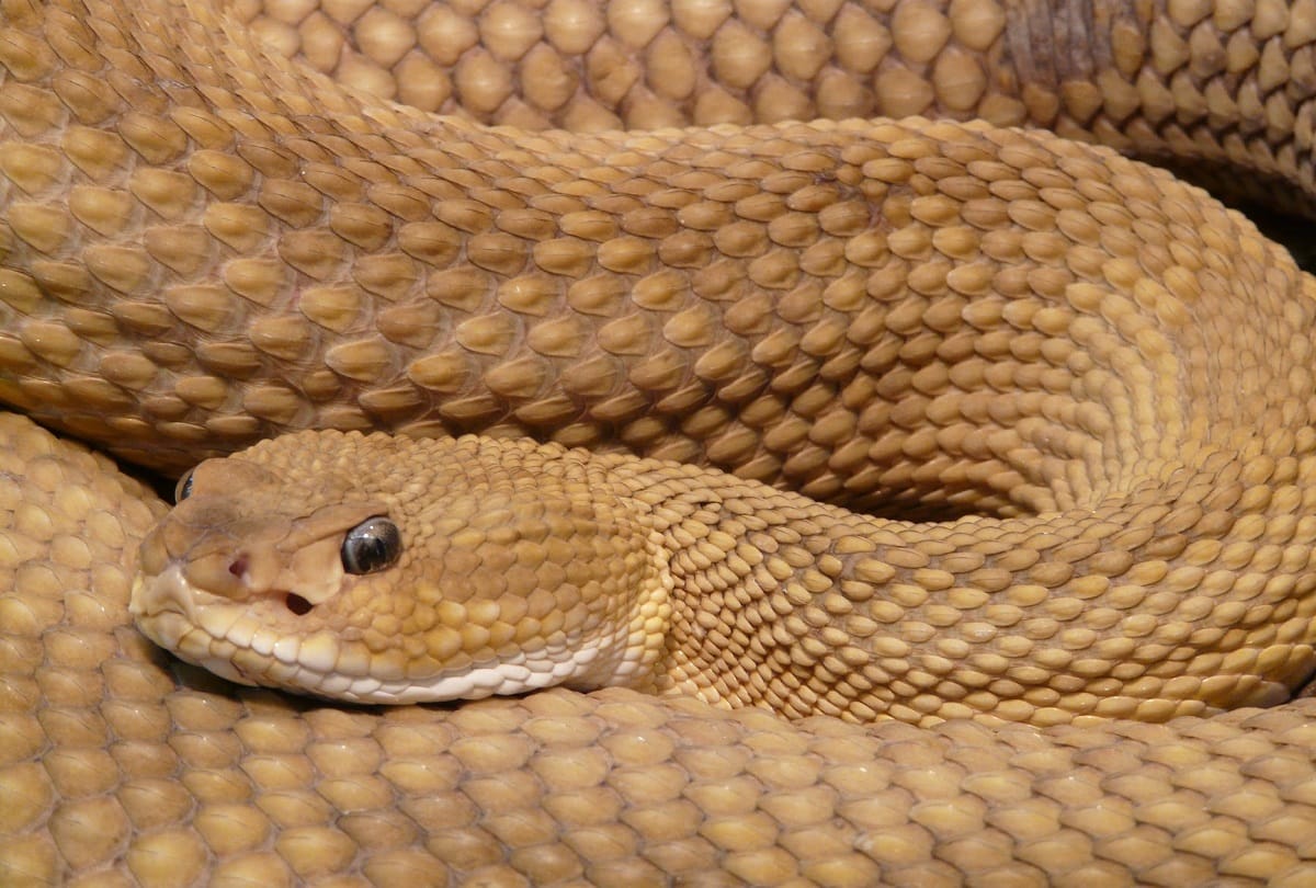 snake bites man as he opened door in america
