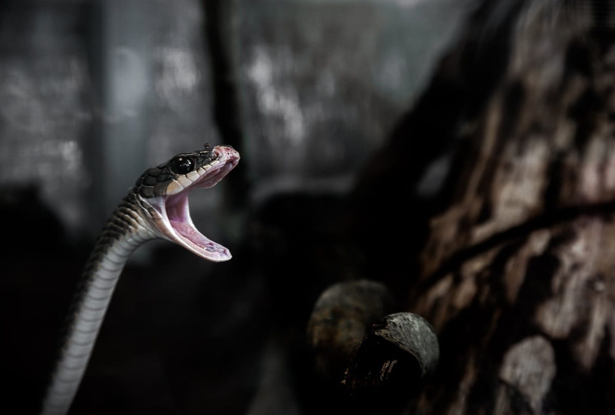 60 year old man dies of snakebite in una himachal