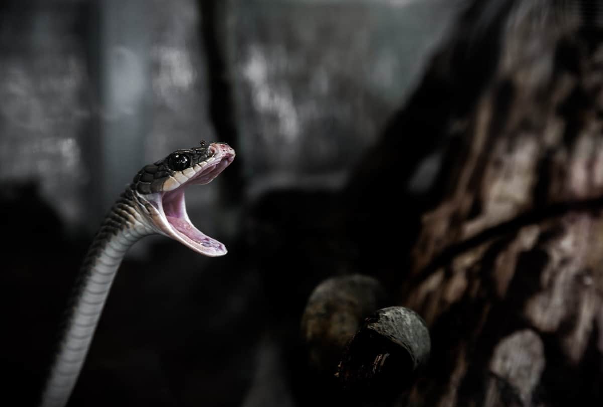 Snake bites the scientist then he himself wrote the story of his death