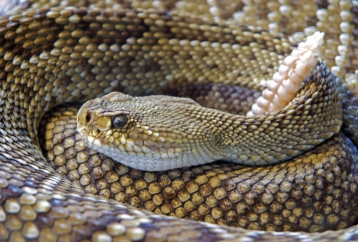 drunk man bite snake into pieces in etah