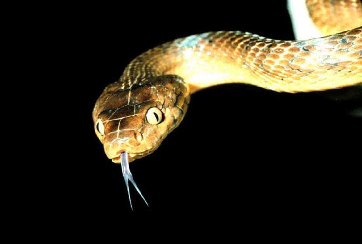 drunk man bite snake into pieces in etah