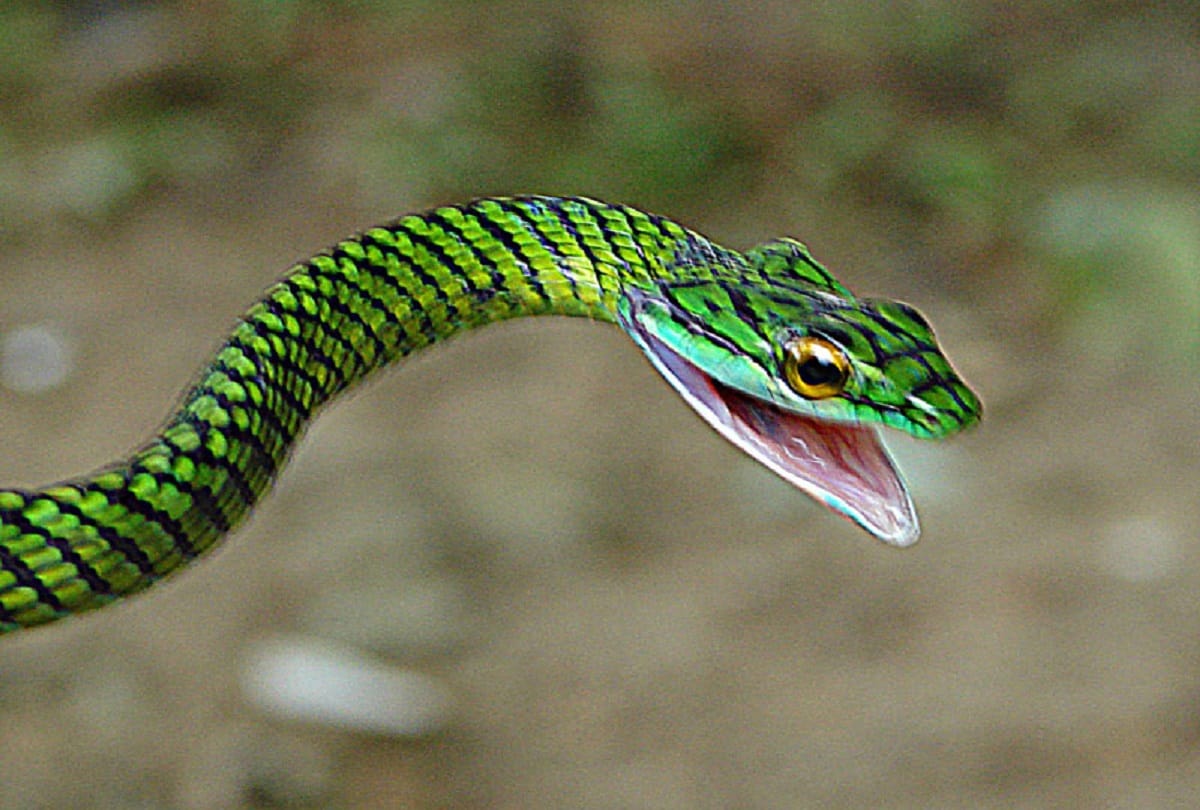 drunk man bite snake into pieces in etah