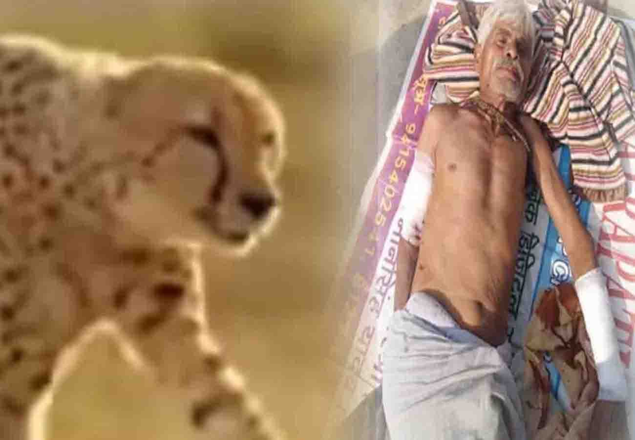 leopard did not get caught After 24 hours of search operation