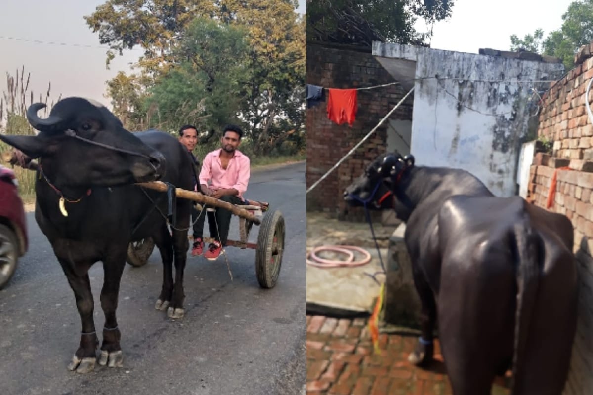 meerut, buffaloes Preparing for the race for ganga snan diet will surprise