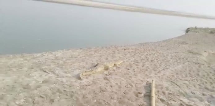 Panic in the villagers by looking at the beaches along the canal