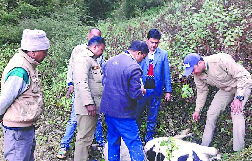 leaving animals wounded