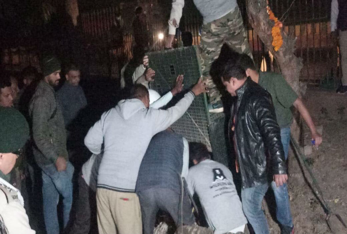 leopard rescued near agra fort
