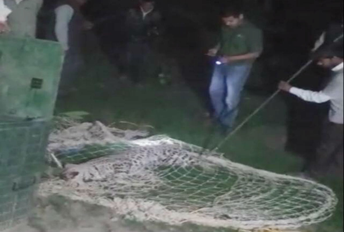 leopard rescued near agra fort