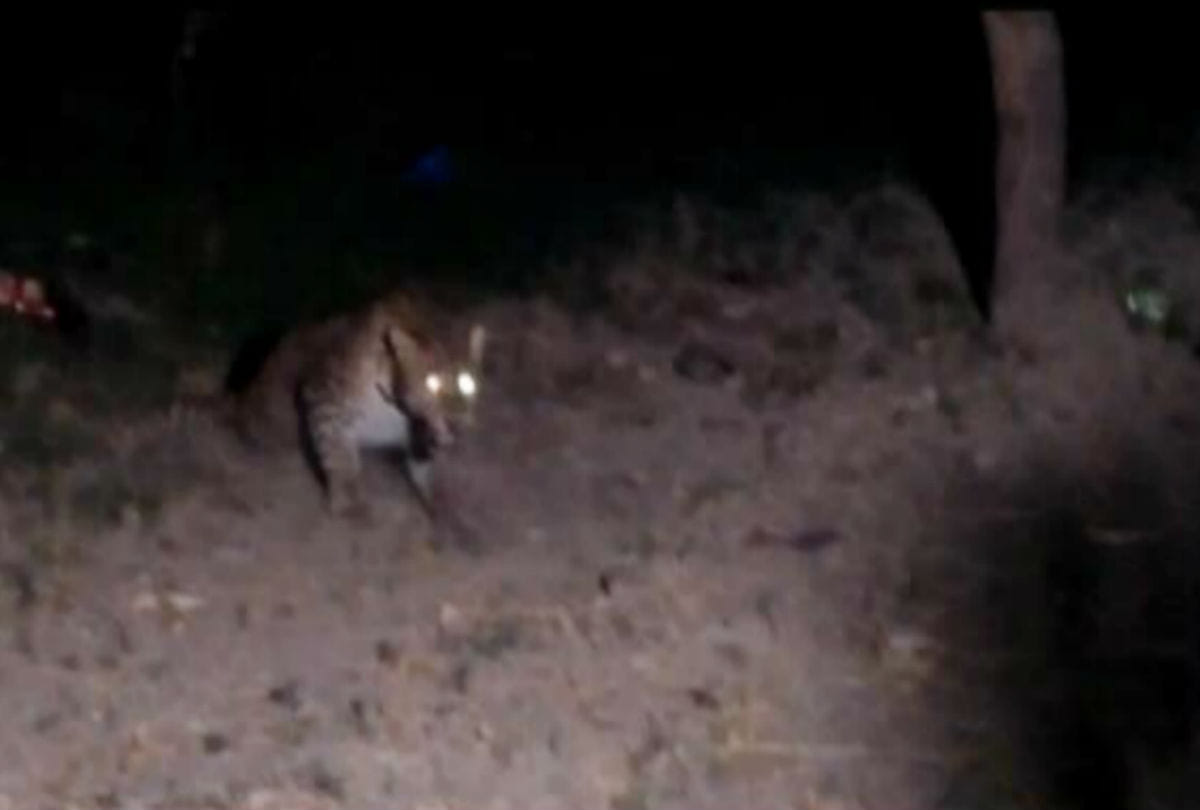 leopard rescued near agra fort