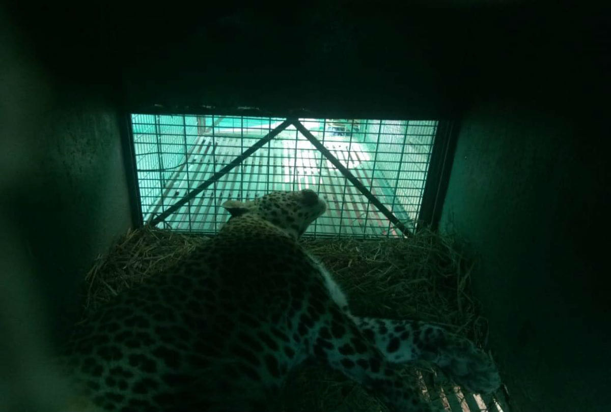 leopard rescued near agra fort
