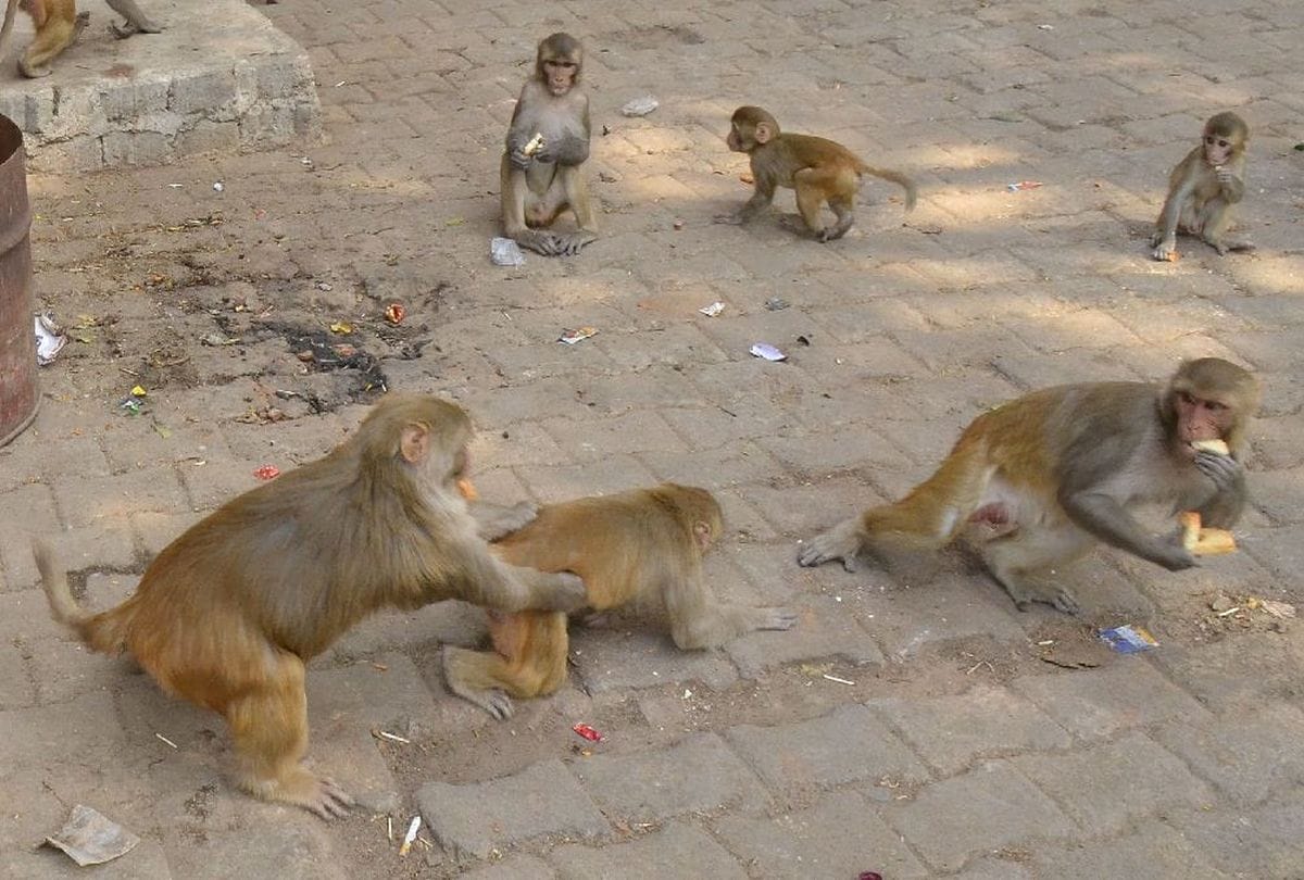 Crisis of power supply in Agra Mathura due to monkeys terror