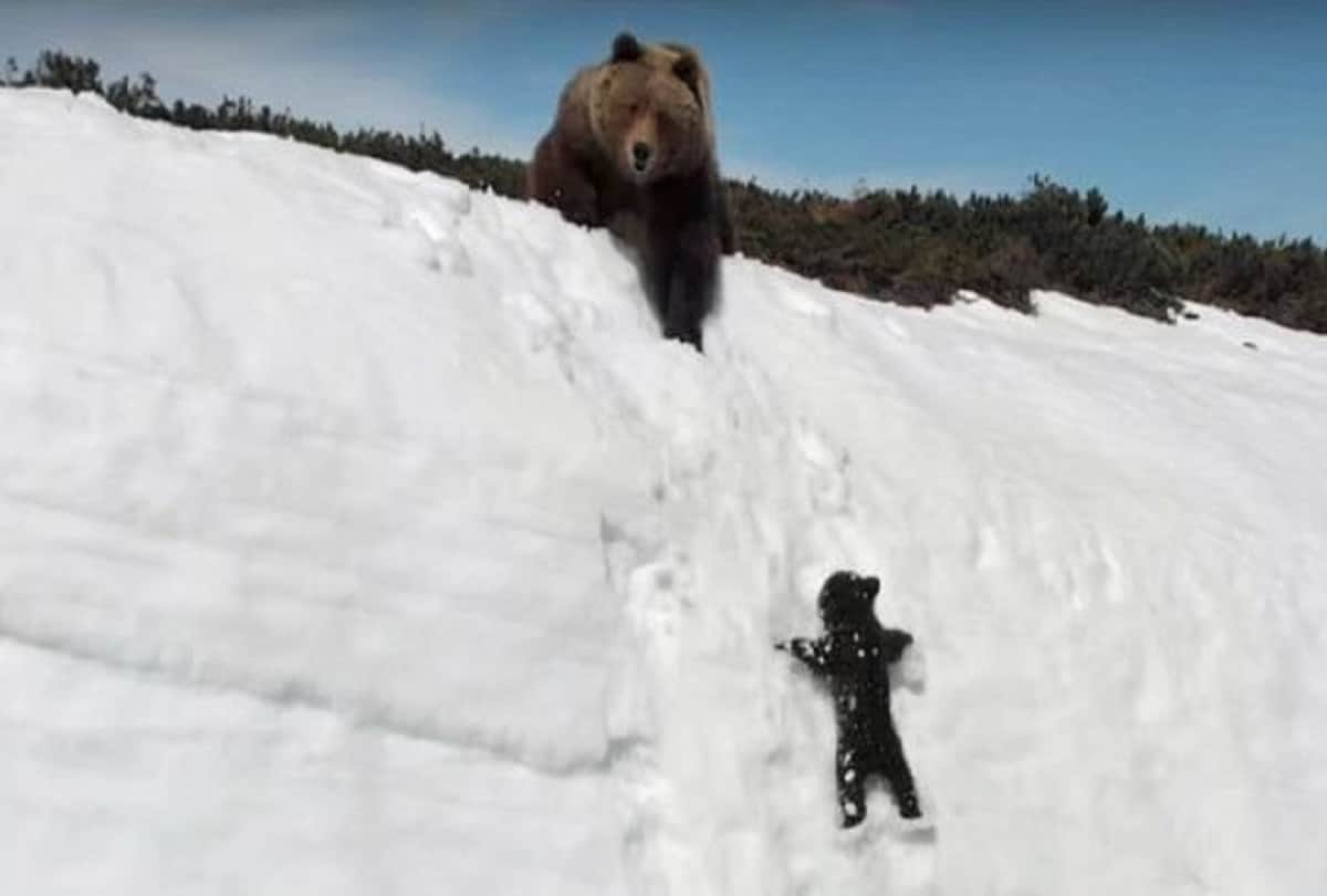 Truth behind viral video of Fallen Bear Cub Climbs Back to Mama