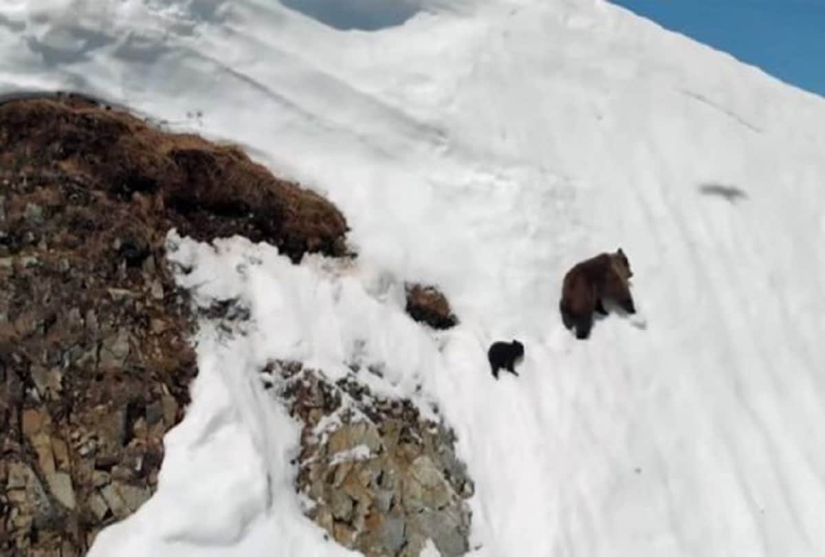 Truth behind viral video of Fallen Bear Cub Climbs Back to Mama