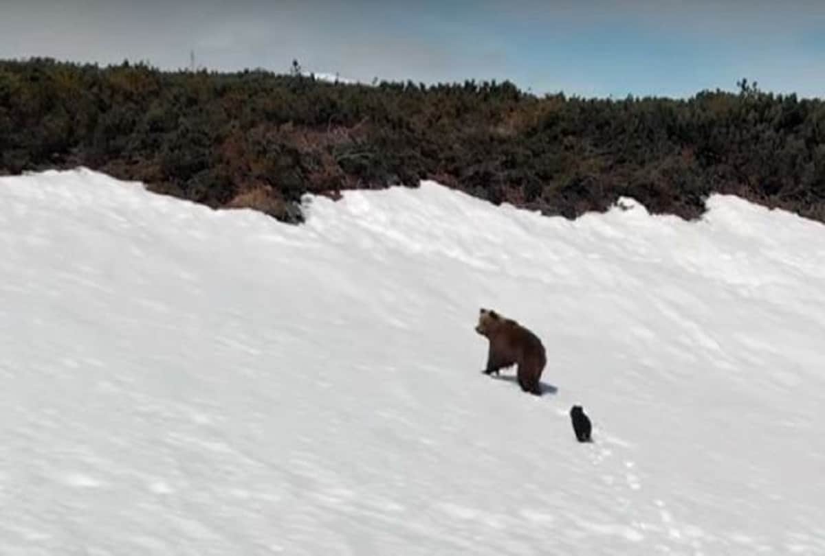 Truth behind viral video of Fallen Bear Cub Climbs Back to Mama