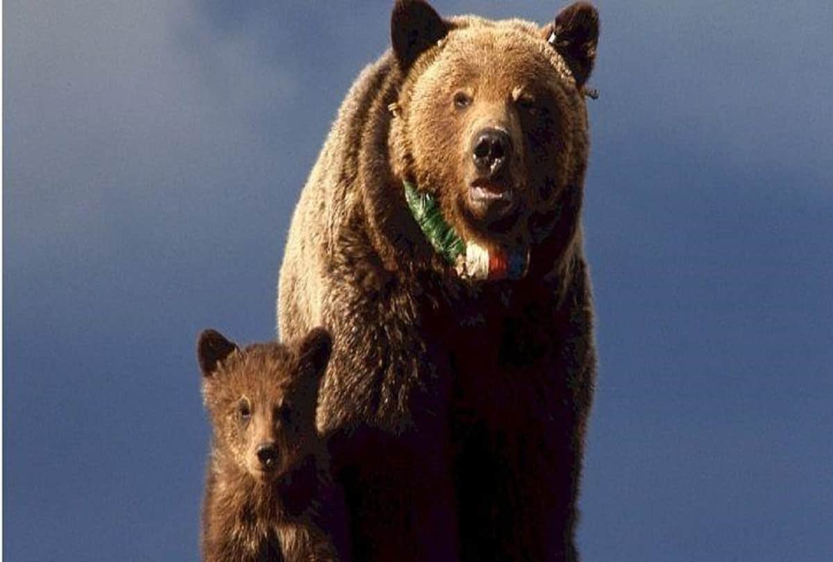 Truth behind viral video of Fallen Bear Cub Climbs Back to Mama