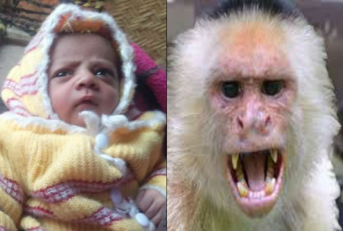 monkeys killed woman after 12 day old baby dies in agra