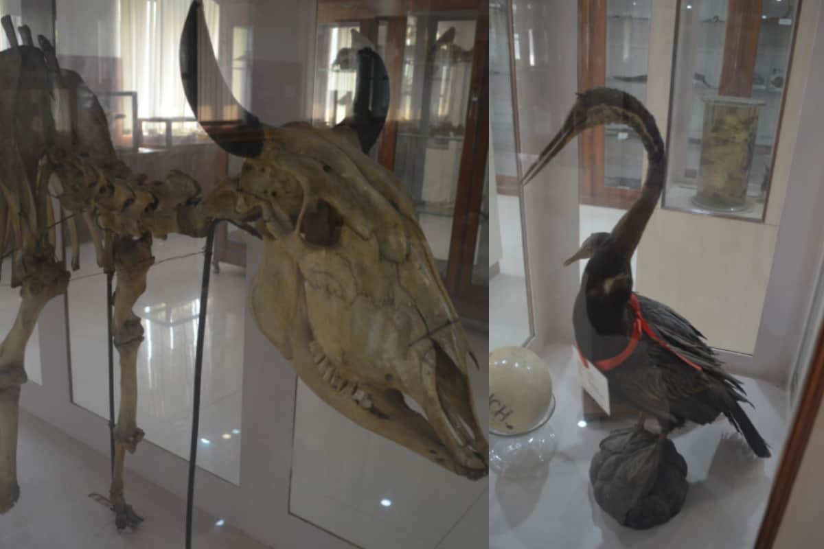 Cobra and mongoose fighting from several years in Meerut these pictures will shock you