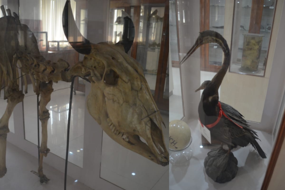 Cobra and mongoose fighting from several years in Meerut these pictures will shock you