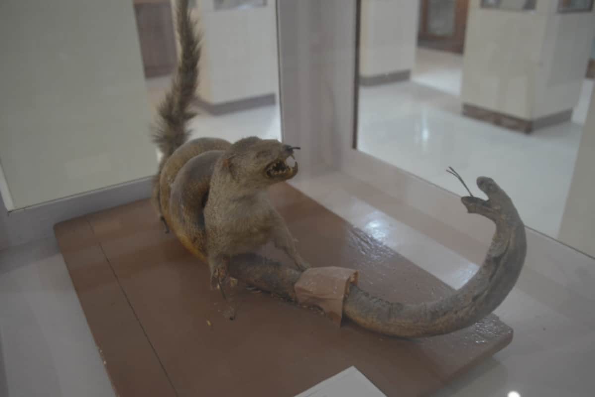 Cobra and mongoose fighting from several years in Meerut these pictures will shock you