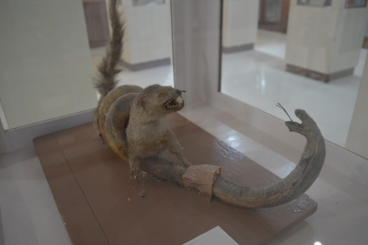Cobra and mongoose fighting from several years in Meerut these pictures will shock you