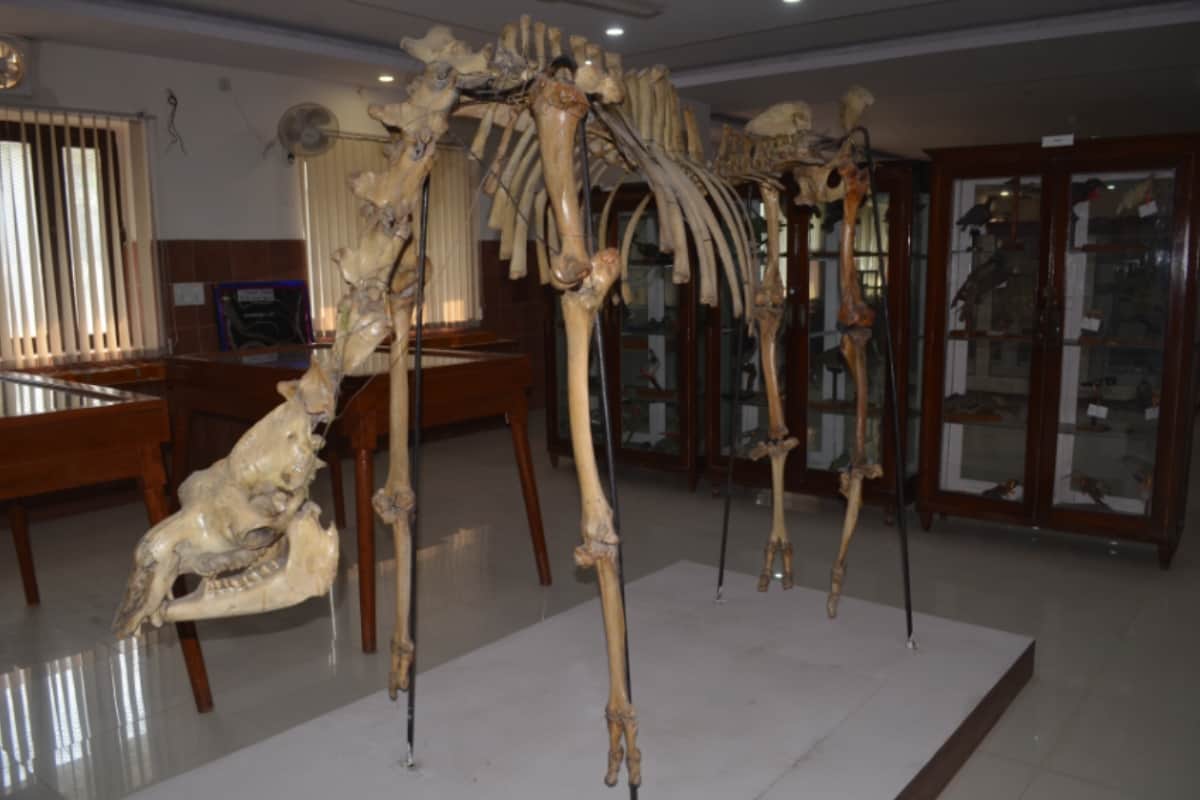 Cobra and mongoose fighting from several years in Meerut these pictures will shock you