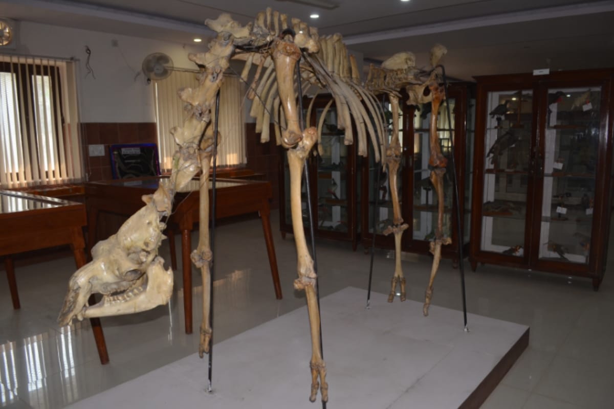 Cobra and mongoose fighting from several years in Meerut these pictures will shock you