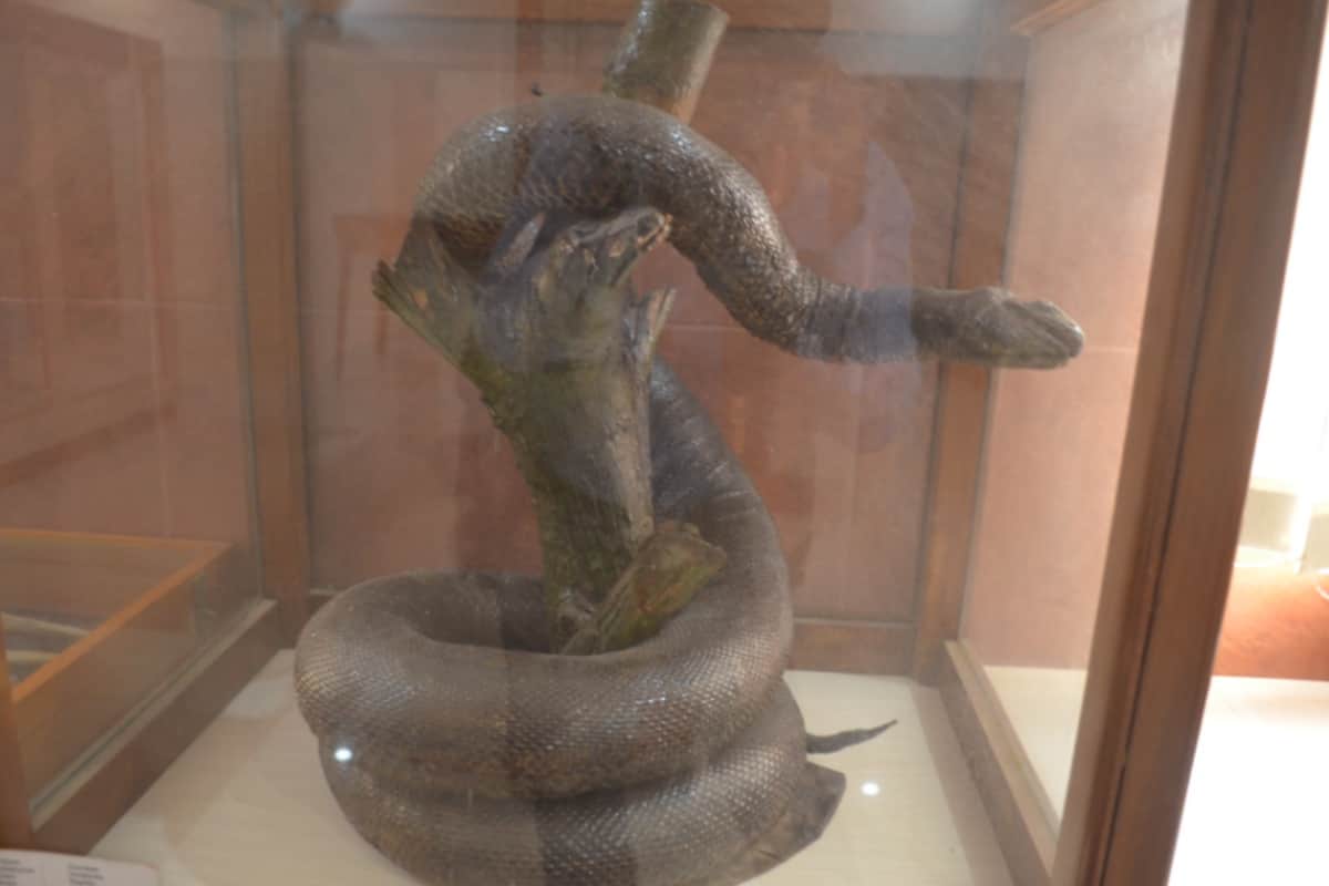 Cobra and mongoose fighting from several years in Meerut these pictures will shock you