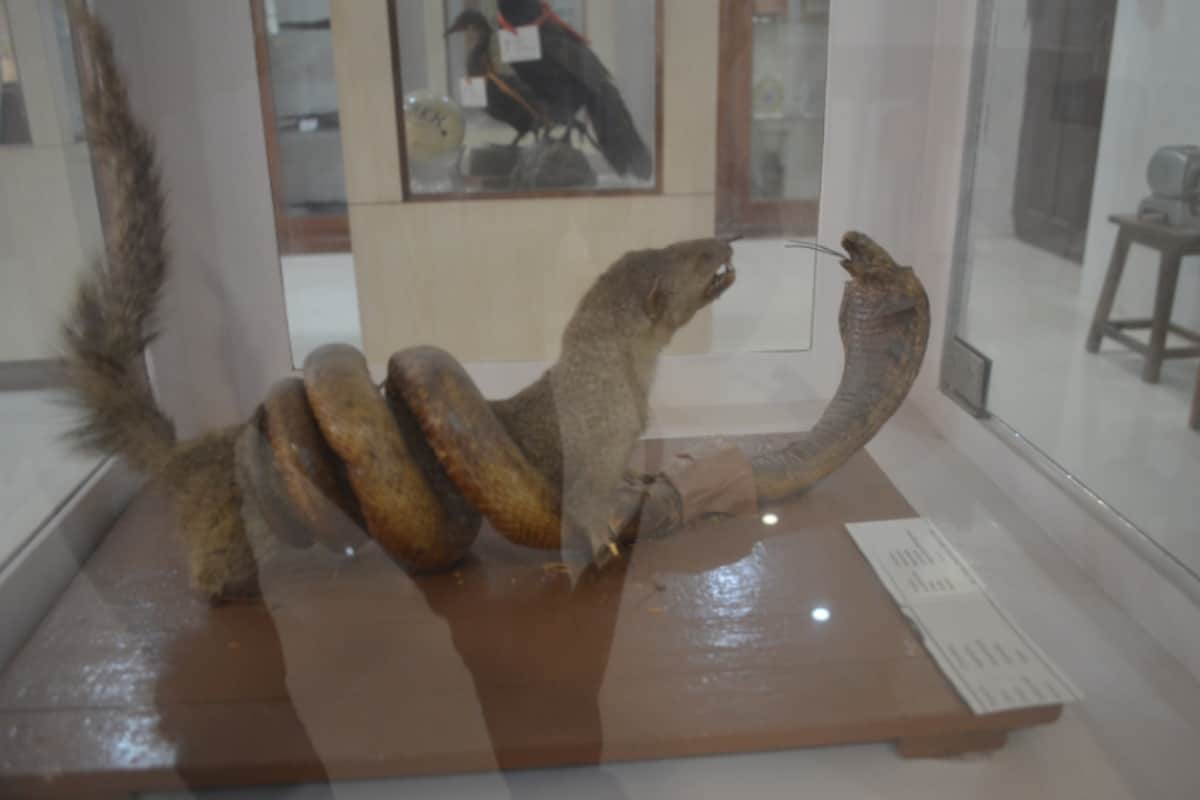 Cobra and mongoose fighting from several years in Meerut these pictures will shock you