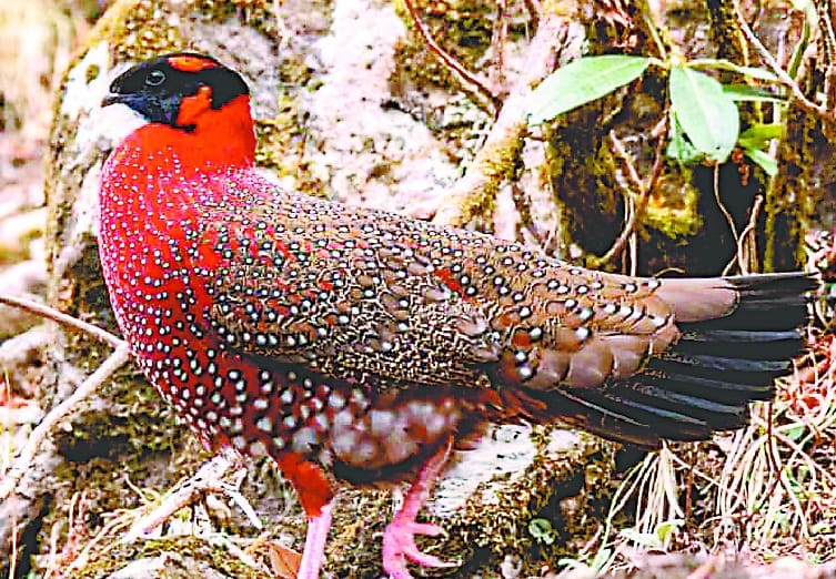 The beautiful world of rare birds in Munasari