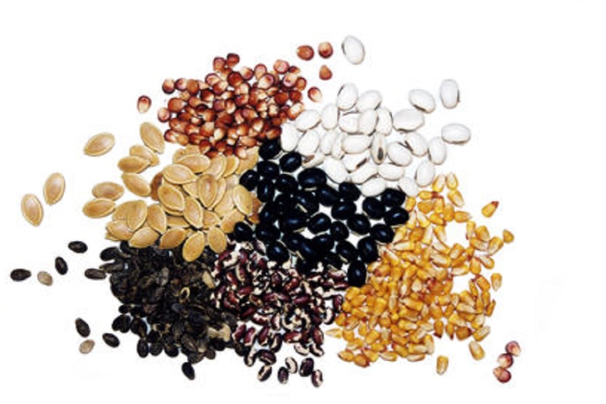Research says India has emerged as main seed manufacturer in Asia