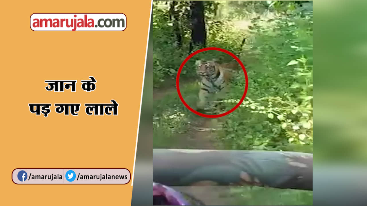 बाघिन पड़ी पीछे