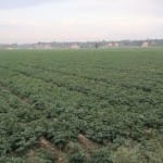 Potato Farming