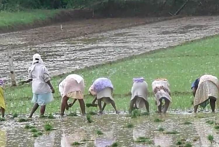 Haryana's farmers generate electricity from solar power and Sell to corporations