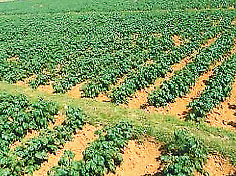Bundabandi pays farmres peasants in farrukhabad